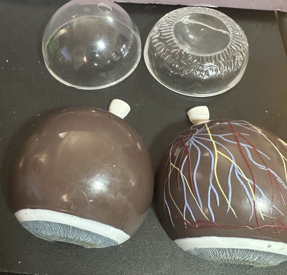 Vintage Scientific Human Eye Anatomical Model Human Eye Model