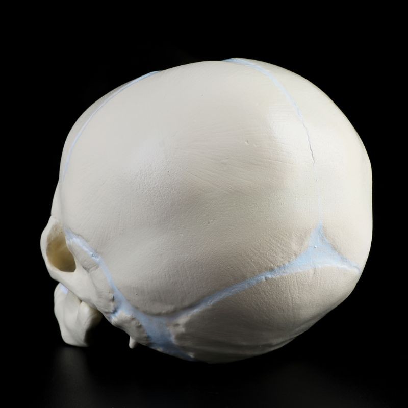 Life Size Baby Head Model Anatomical Baby Head Skull Model Baby Skeleton Model