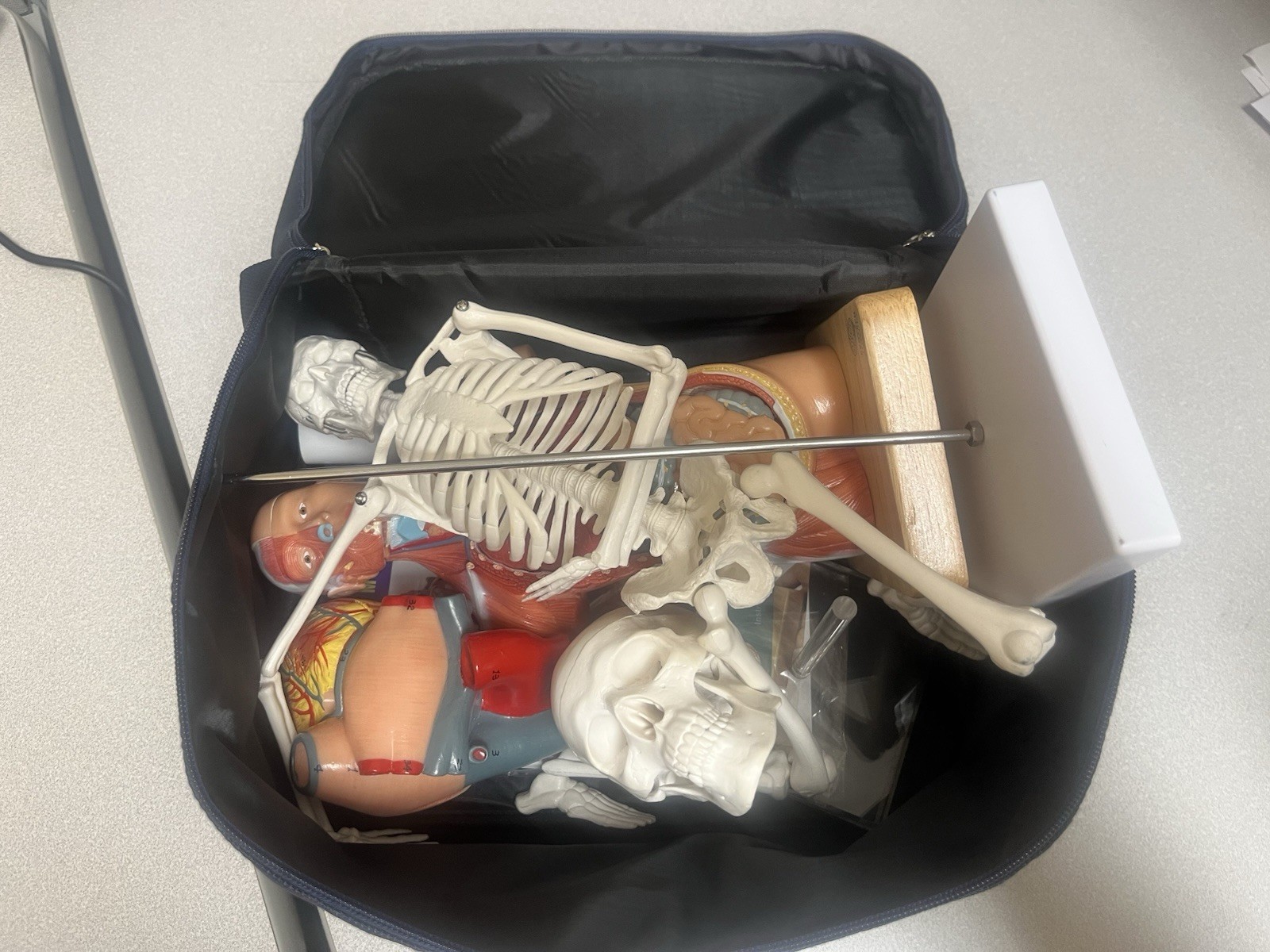 EVOTECH Scientific Human Anatomy Model Bundle Torso Skeleton Heart Brain Set