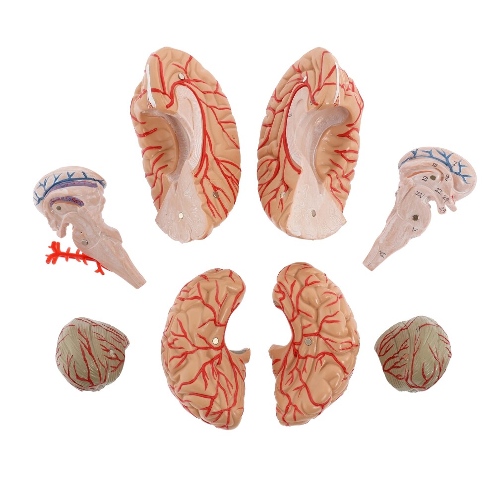 Anatomically Accurate 8-Part Human Brain Model Anatomy Science Teaching Medical