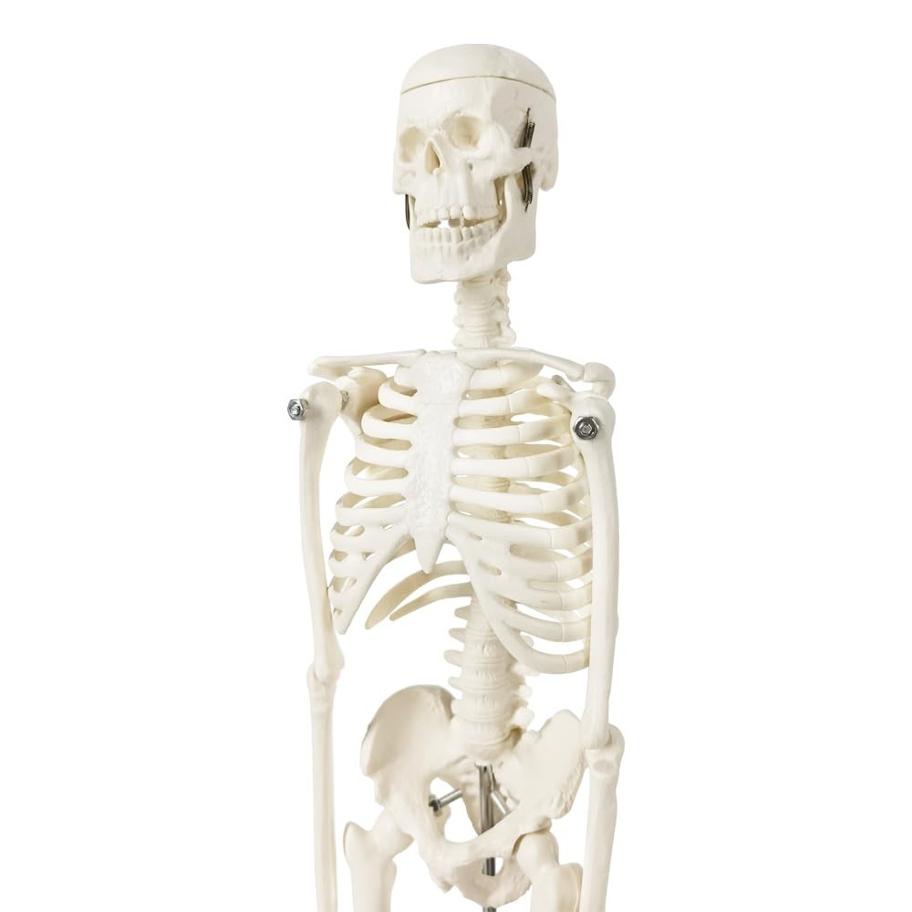 Full Body Human Skeleton Model for Medical Learning