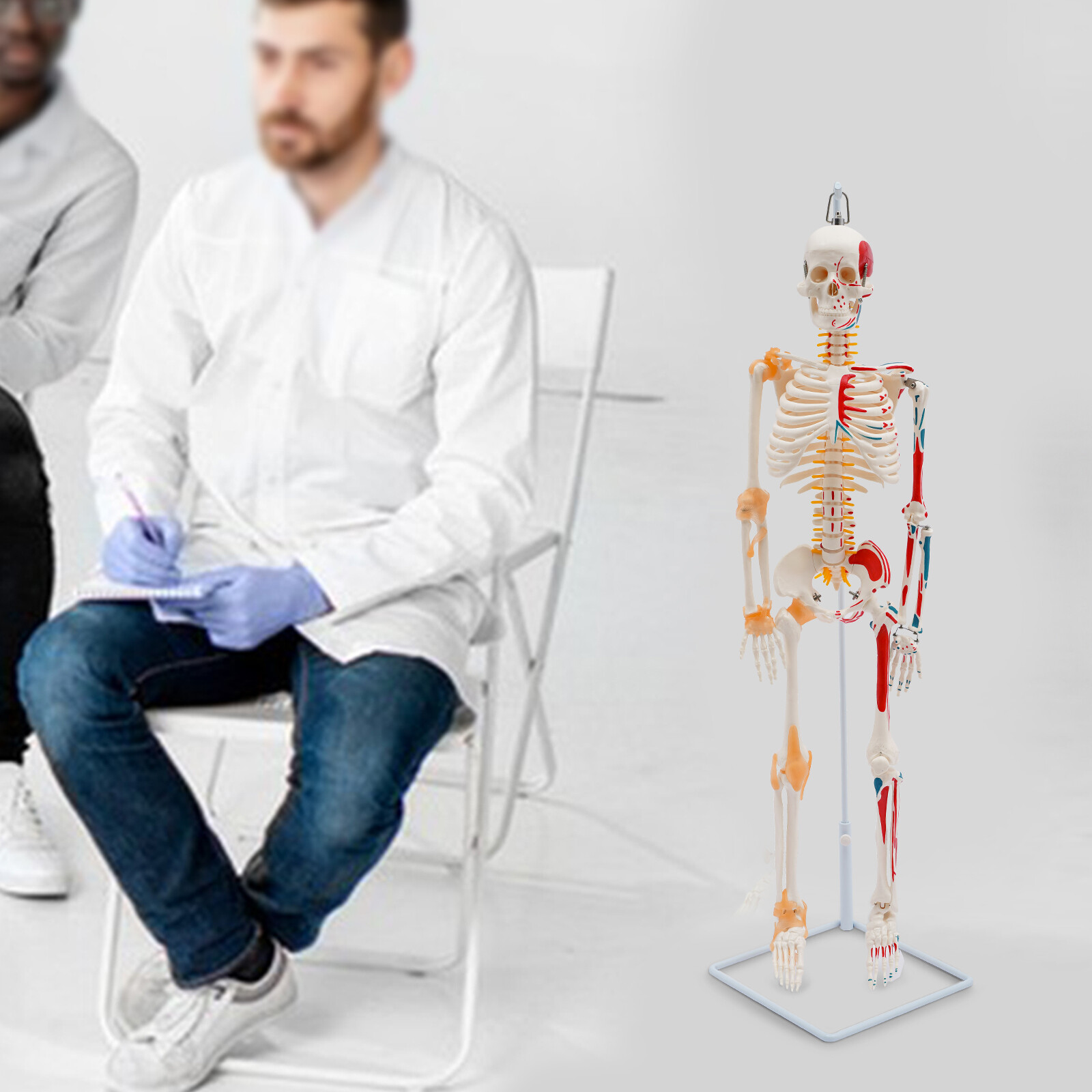 34″ Half Life Size Human Skeleton Model For Doctors’ Office or Anatomy Classroom