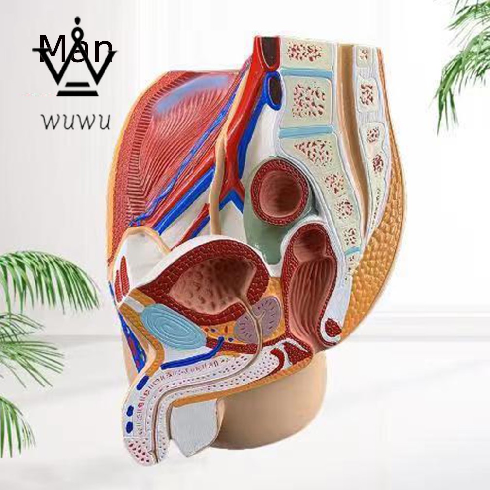 Medical Science Man Female Vagina Model Lifesize Median Sagittal Section