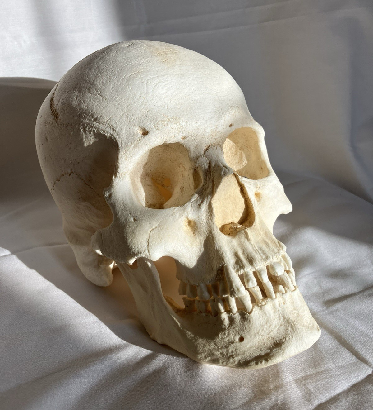 France casting southwestern indigenous skull replica