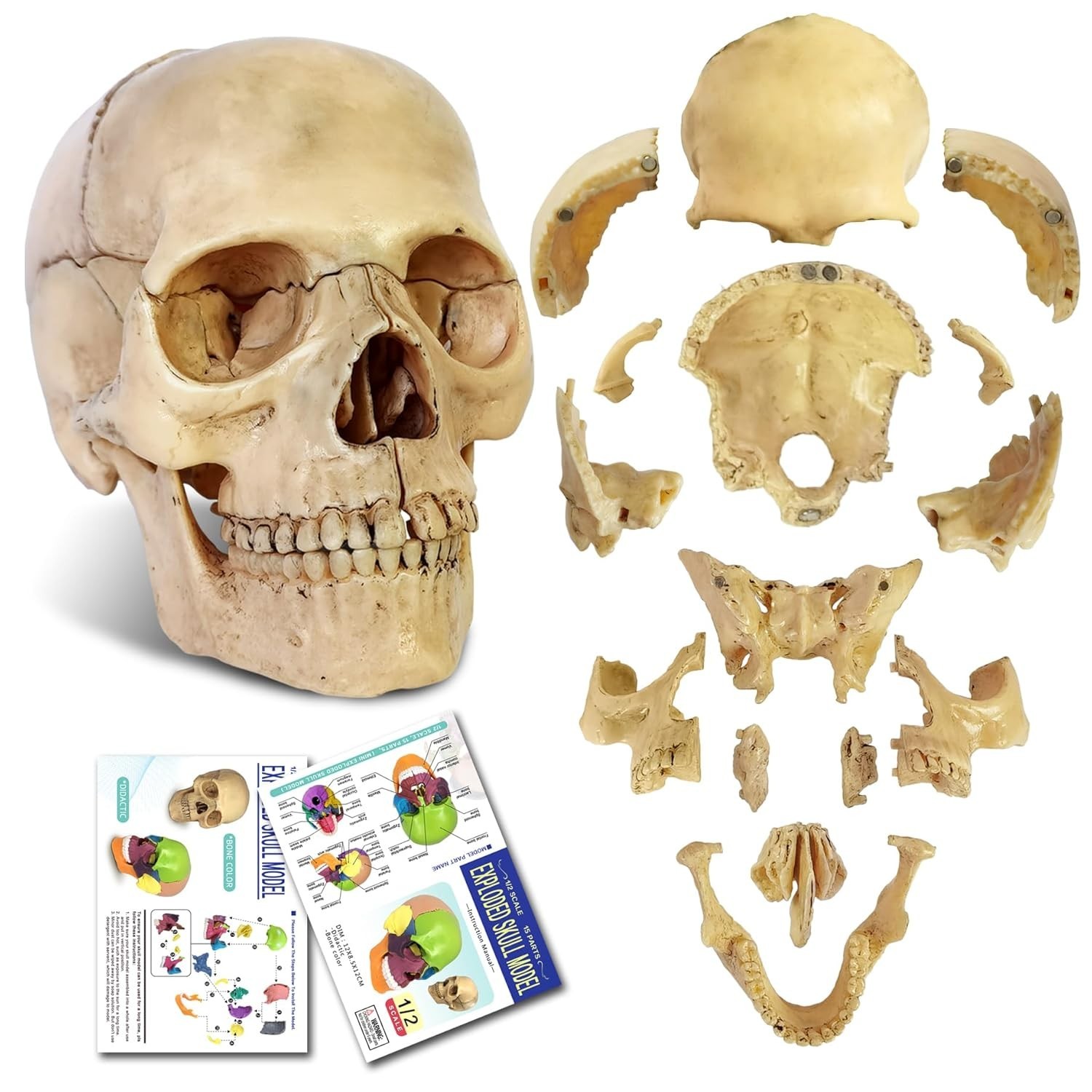 Nuevo modelo craneo anatomico despiezado modelo craneo medico humano Ensenanza