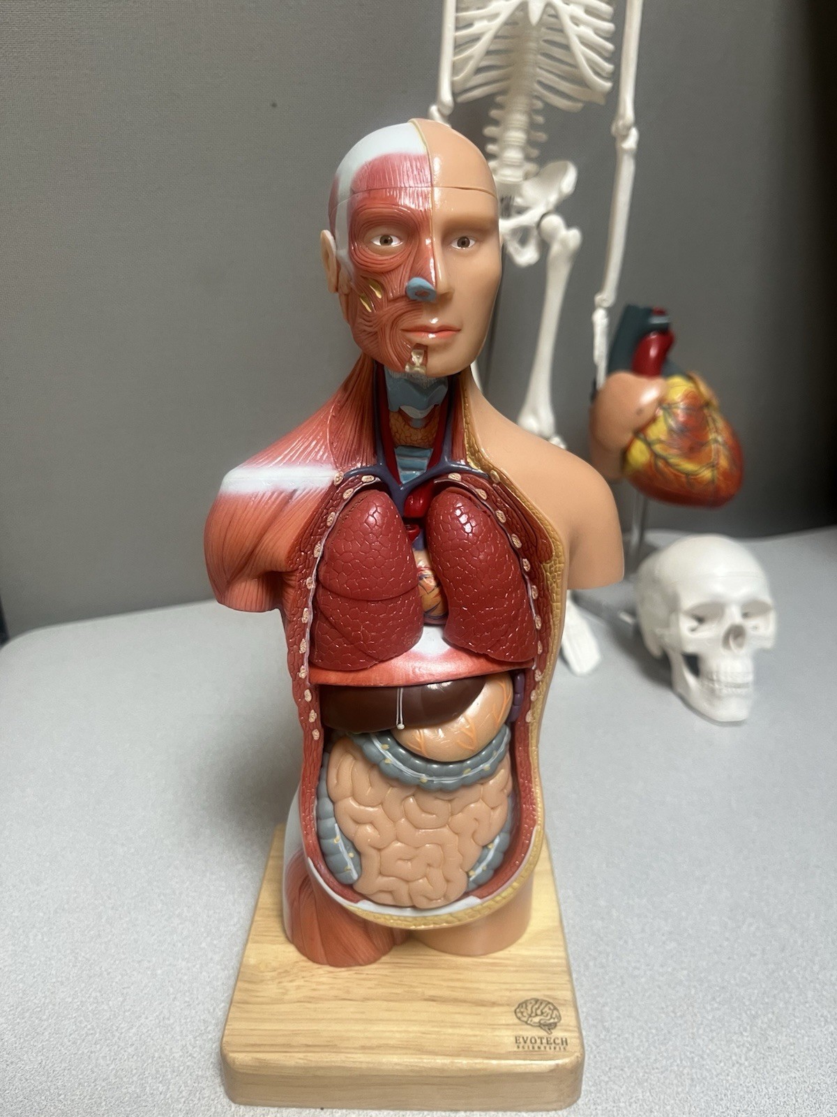 EVOTECH Scientific Human Anatomy Model Bundle Torso Skeleton Heart Brain Set