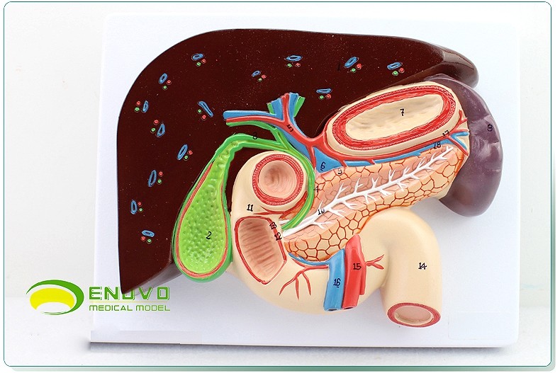 1:1 life size Human Digestive System Model Medical Science Stomach Anatomy