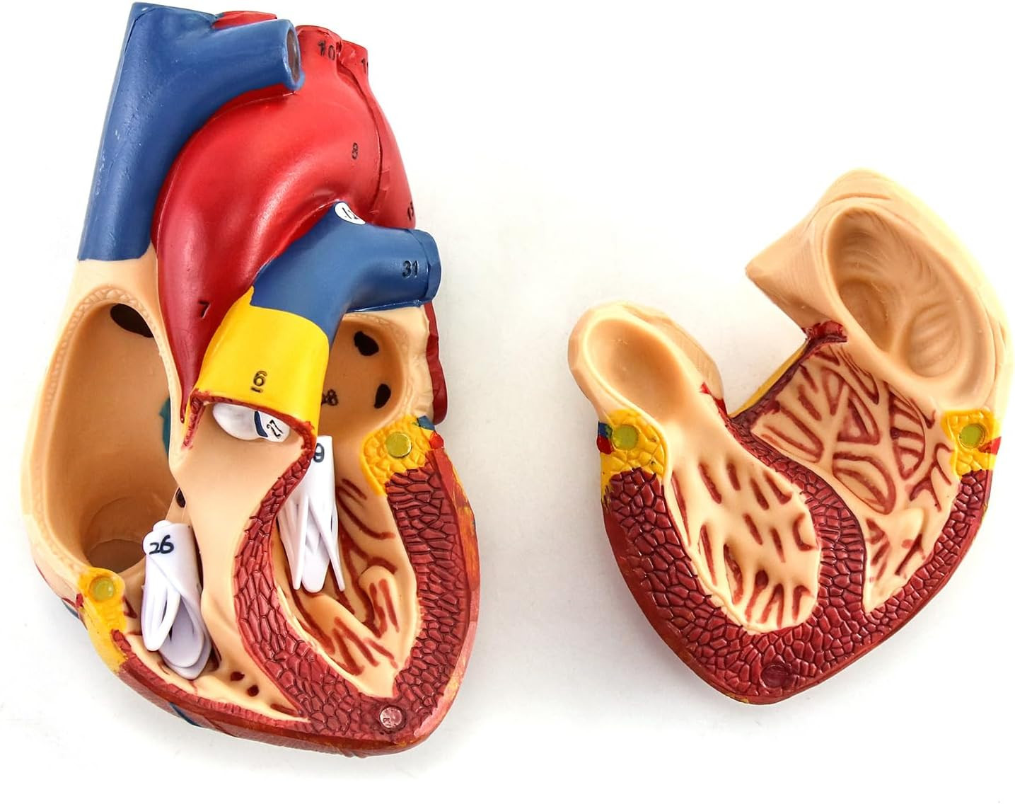 2 Pack Life Size Human Heart Model 2-Part 34 Structures PVC Anatomy Display Base