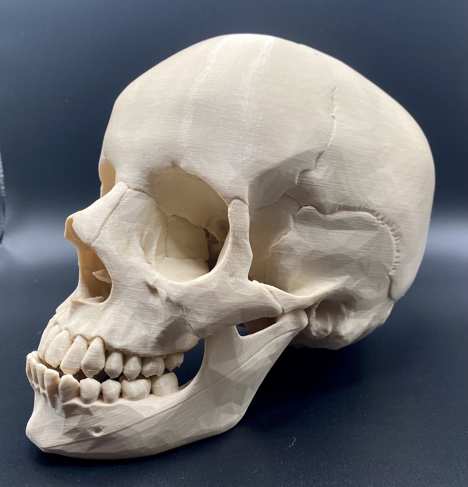 Lifesize Realistic Human Skull Replica 3D Print Model Anatomical Halloween Decor