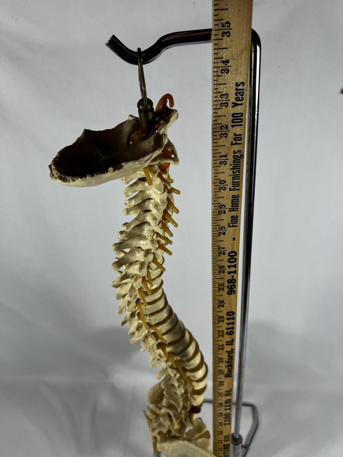 Vtg Anatomical Lifesize Spine Backbone Skeleton Chiropractor Halloween Creepy