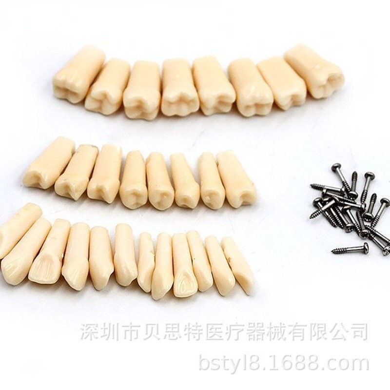 28 Pcs Dental Typodont Teeth Model Kilgore NISSIN 200 Type Removeable Teeth