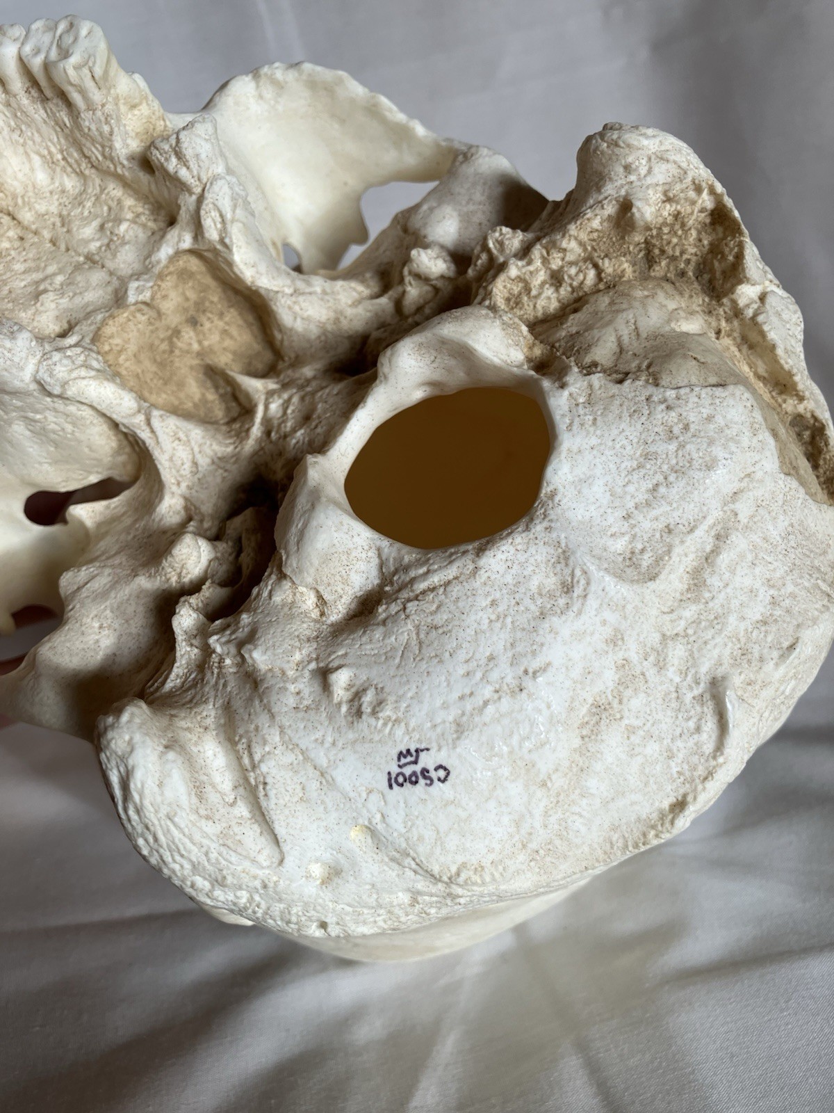 France casting southwestern indigenous skull replica