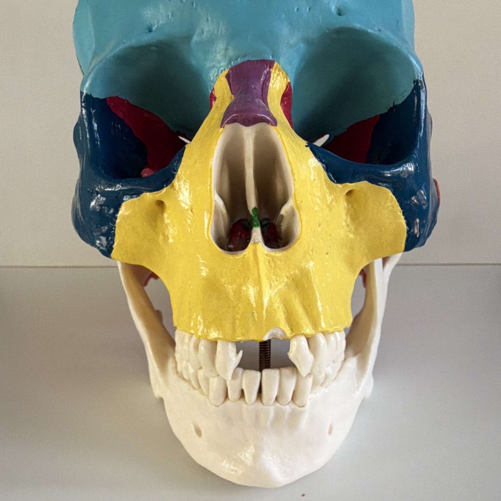 Life Size Colorful Human Skull Model Anatomical Anatomy Medical Teach Skeleton