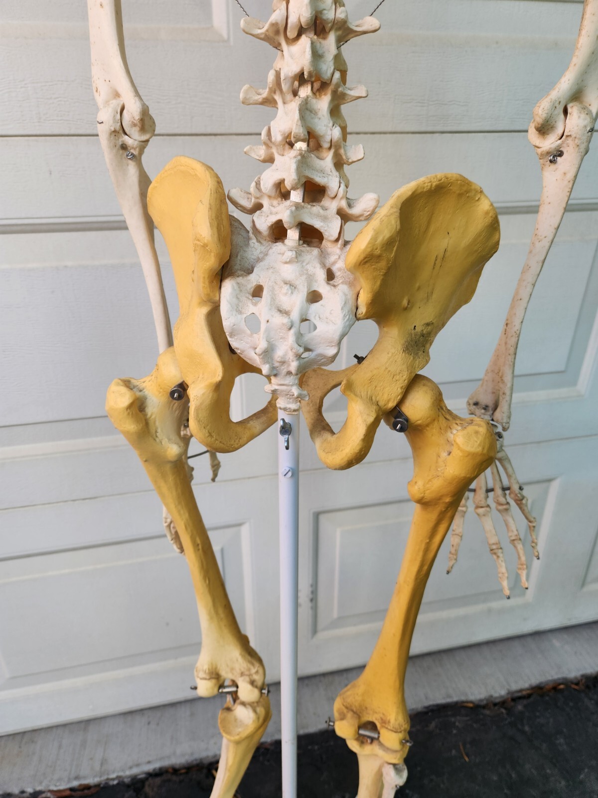 3B Scientific Standard 5′ 6″ Human Skeleton w/Pelvic Rolling Stand Halloween