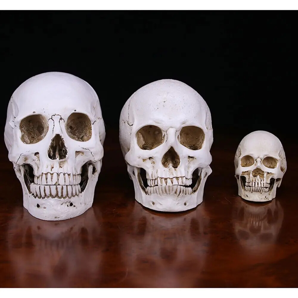 Anatomical Medical Human Skull Replica Model 1:1 Life-size Skeleton Head Teeth