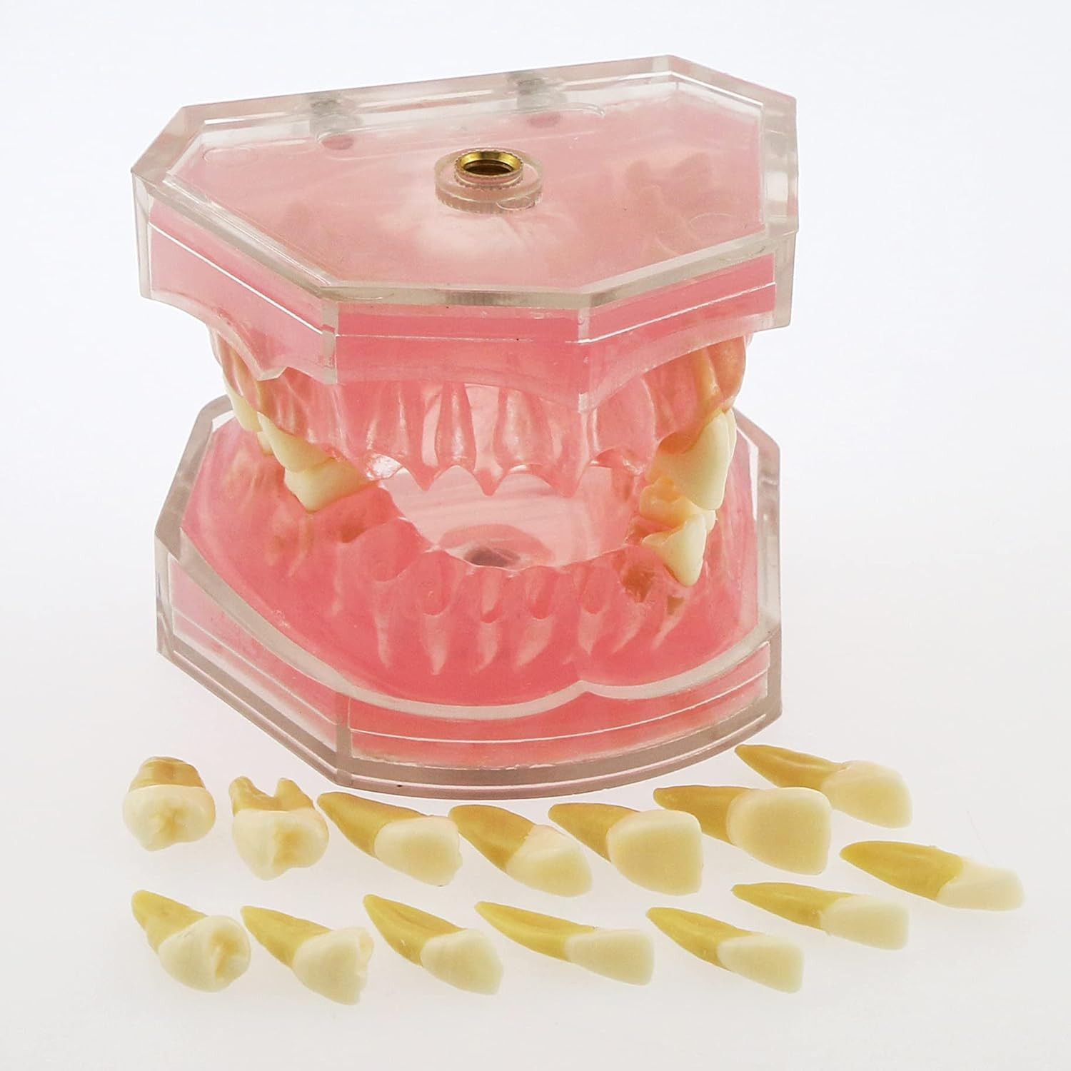 Dental Demonstration Teeth Model – Standard Study Teaching Dental Mode with All