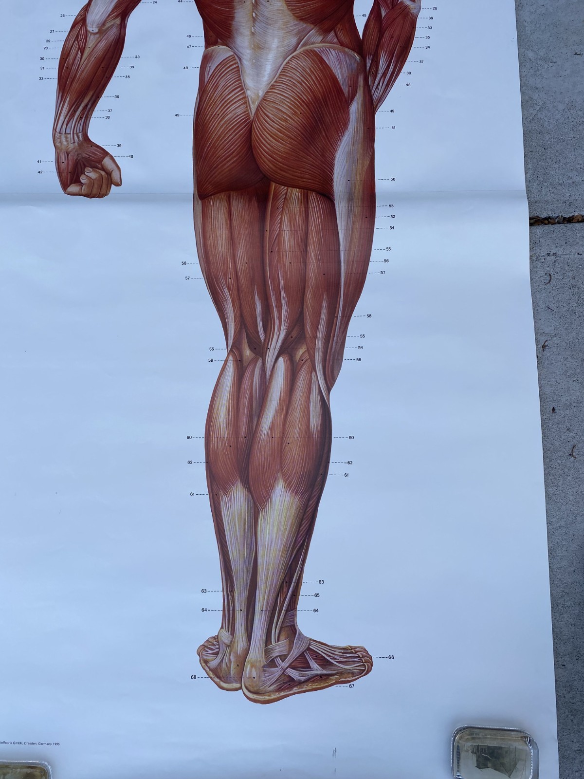 3 B Scientific GmbH Anatomical Muscles Poster Set