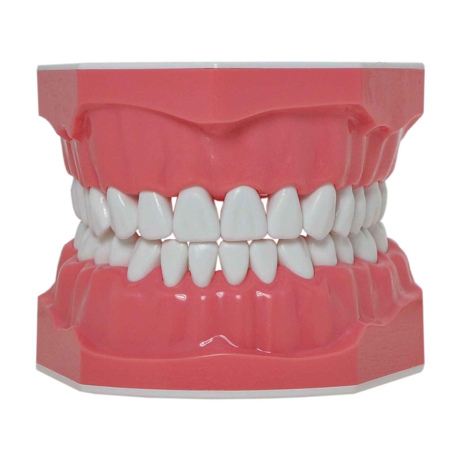 US Dental Teeth Typodonts Model Brushing Flossing Practice Mode Anatomic Teach
