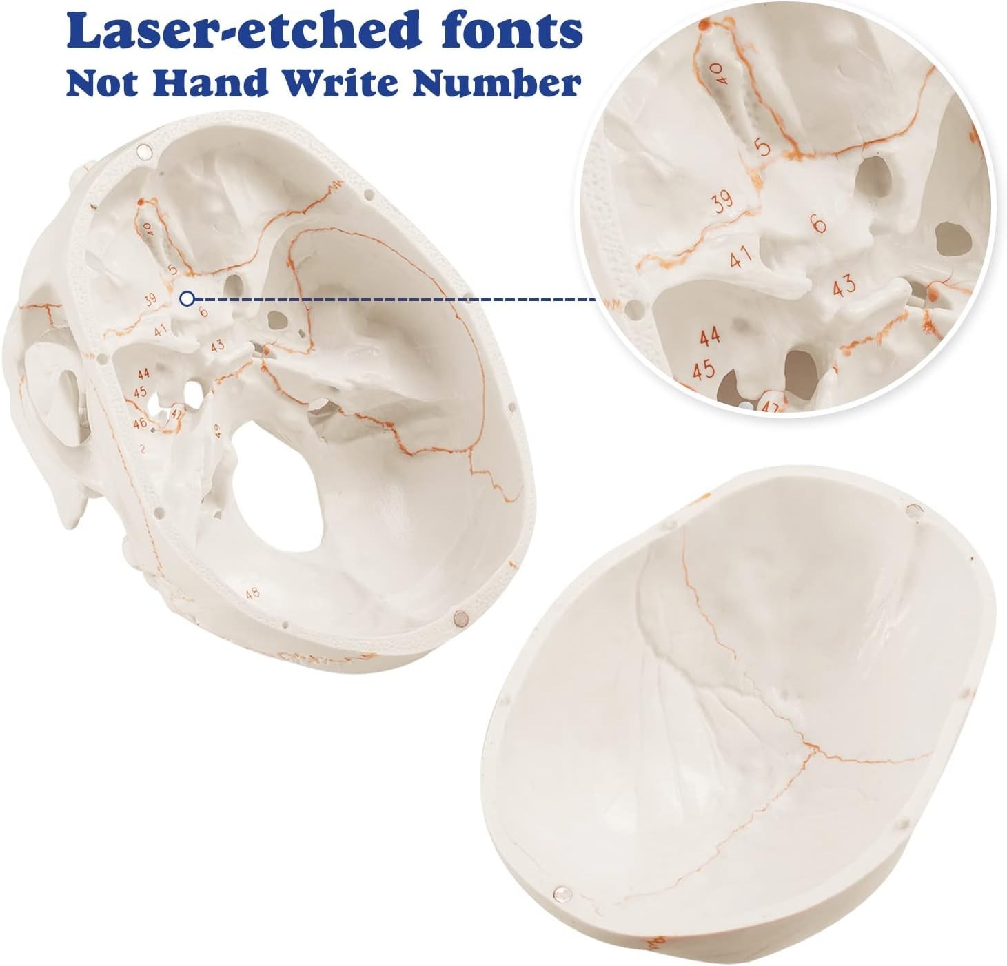 Fully Framed White Skull Anatomy Model – Ideal for Medical Learning Environments