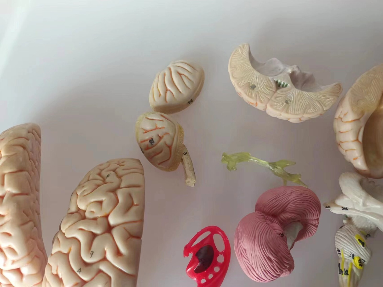 1:1 Size Human 15 Parts Brain Model Medical Anatomy With 58 Digital Indication