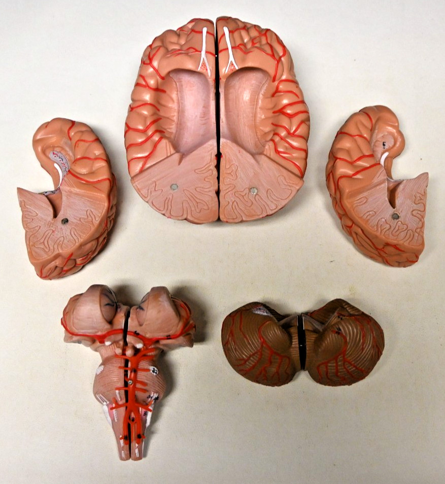 Life Size Human Brain 8 Part Anatomical Model Science Teaching Medical