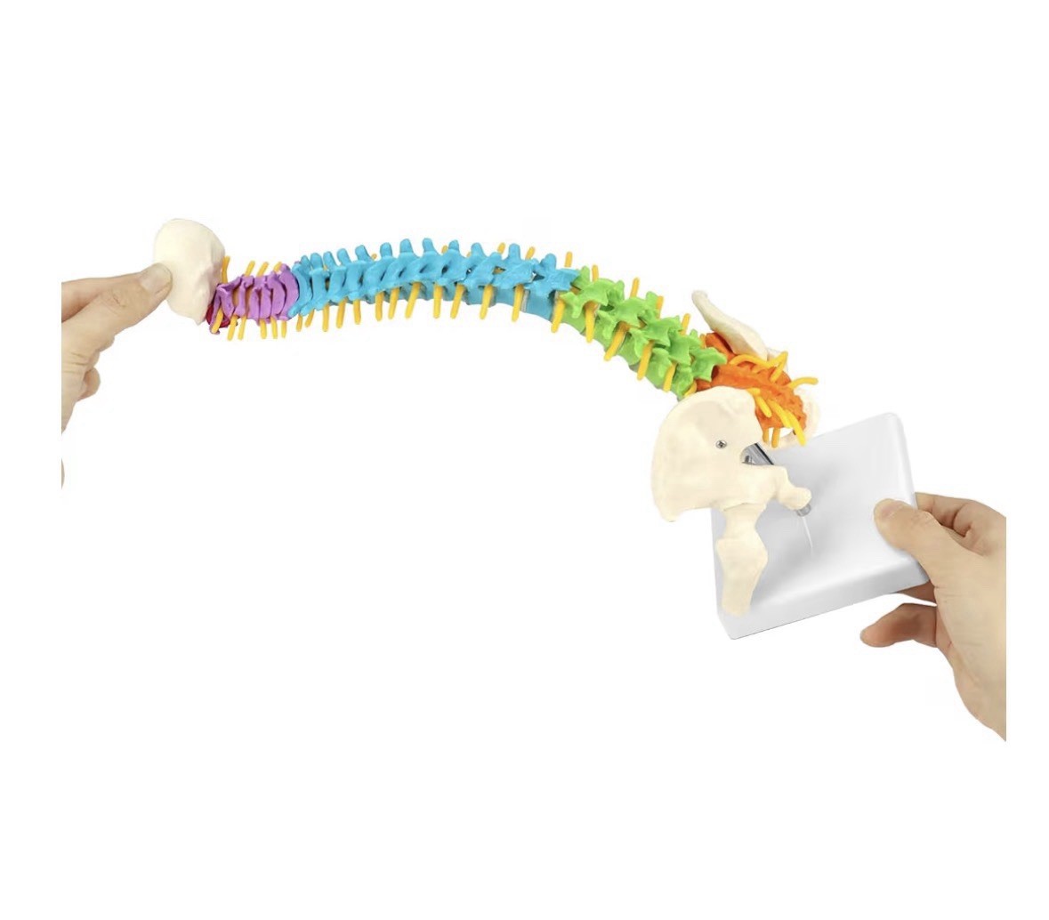 18″ Flexible Human Spine Model w/ Spinal Nerves Pelvis & Thighs Colored Teaching