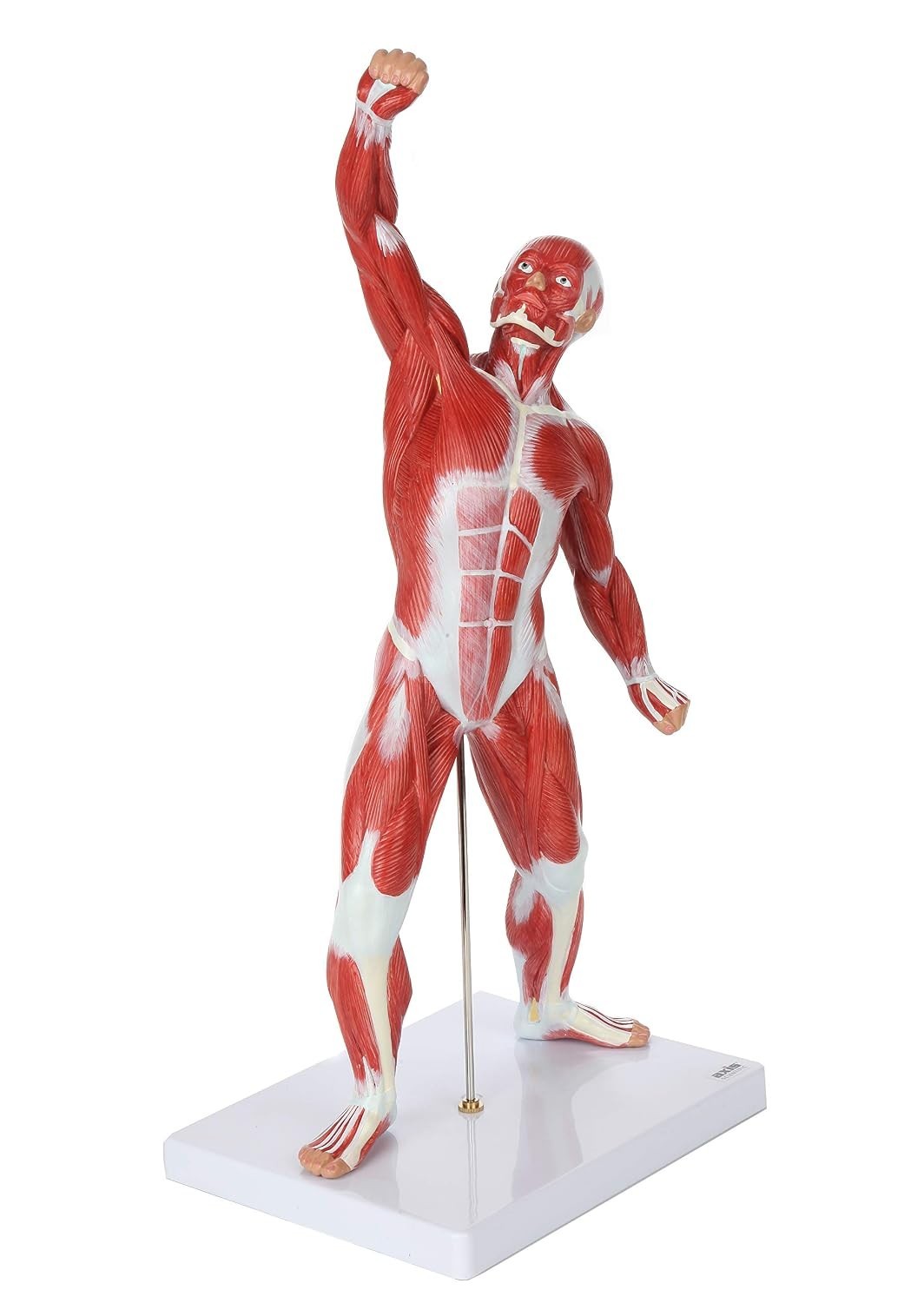 20″ Hand-Painted Miniature Human Muscular Model for Clinic & Classroom Display
