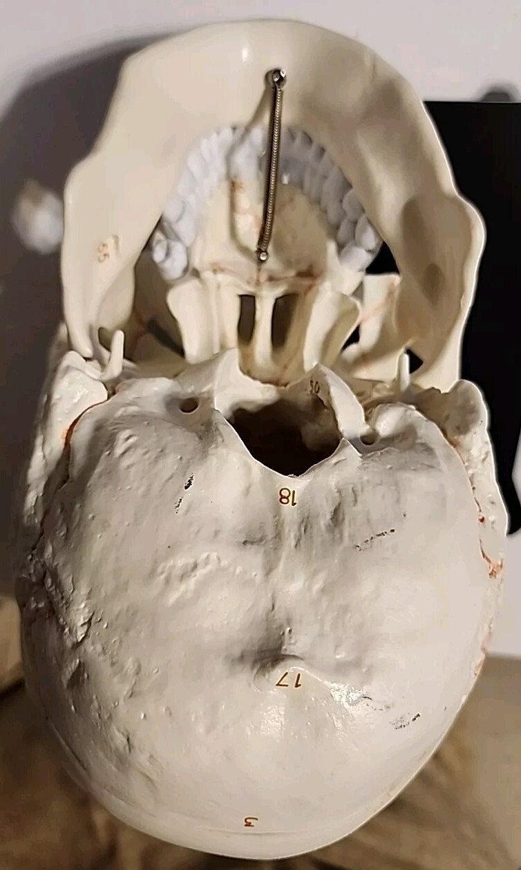 *LIFE SIZE HUMAN MODEL SKULL*MEDICAL TEACHING SKELETON HEAD*HALLOWEEN PROP*