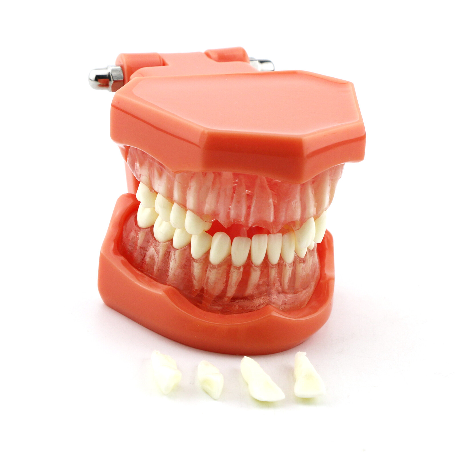 Dental Typodont Teeth Model Ortho Implant Pathological Perio Practice Demo Model
