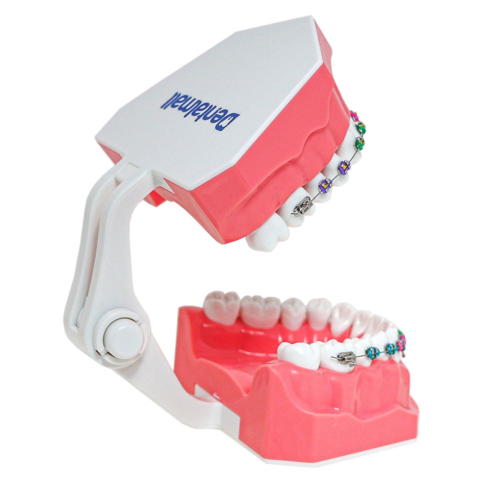1:1 Dental Typodonts Teeth Model Orthodontic Metal Brackets Teaching Practice US