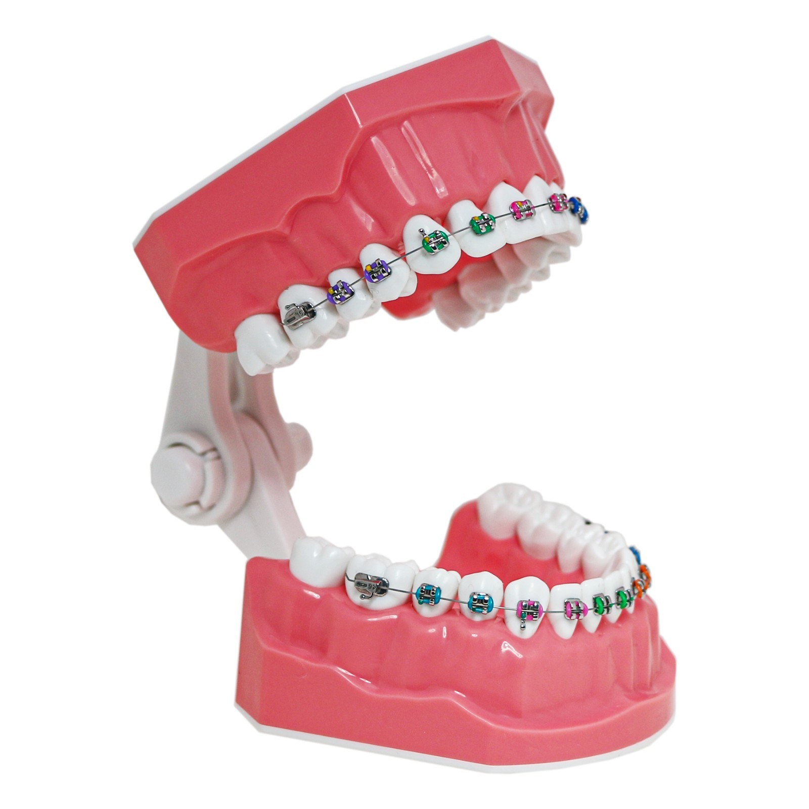 1:1 Dental Typodonts Teeth Model Orthodontic Metal Brackets Teaching Practice US