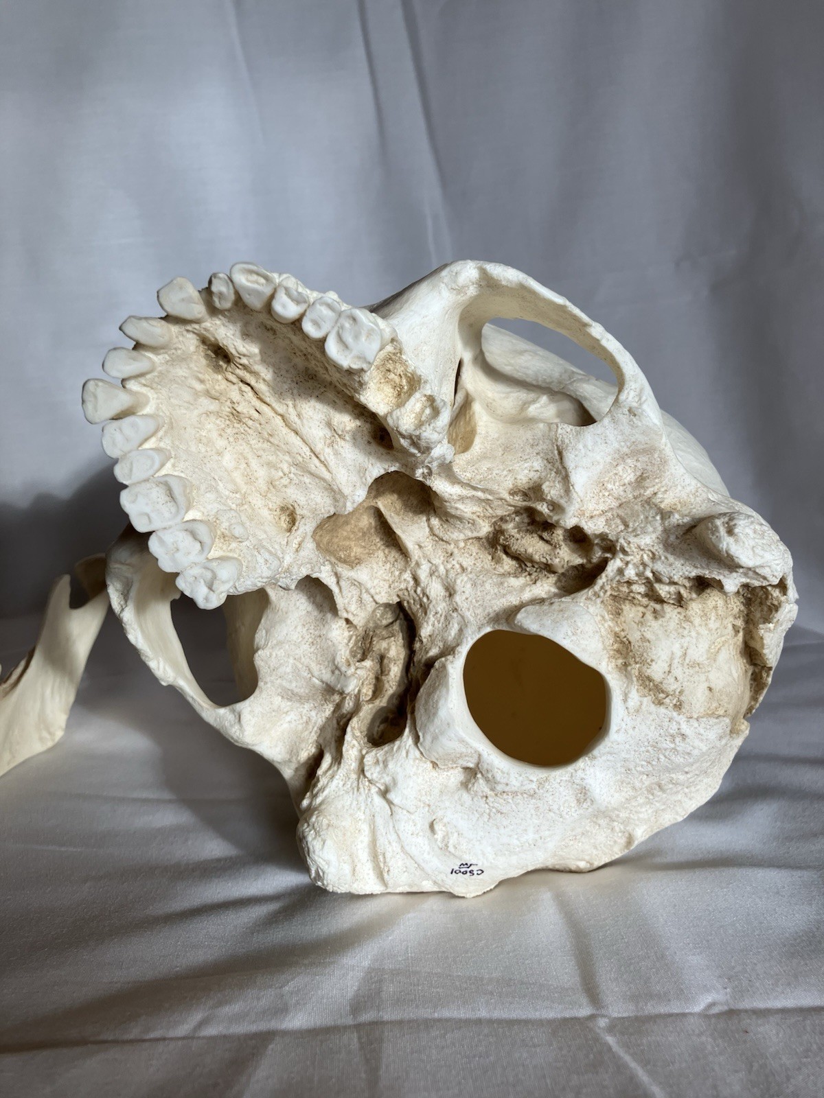 France casting southwestern indigenous skull replica