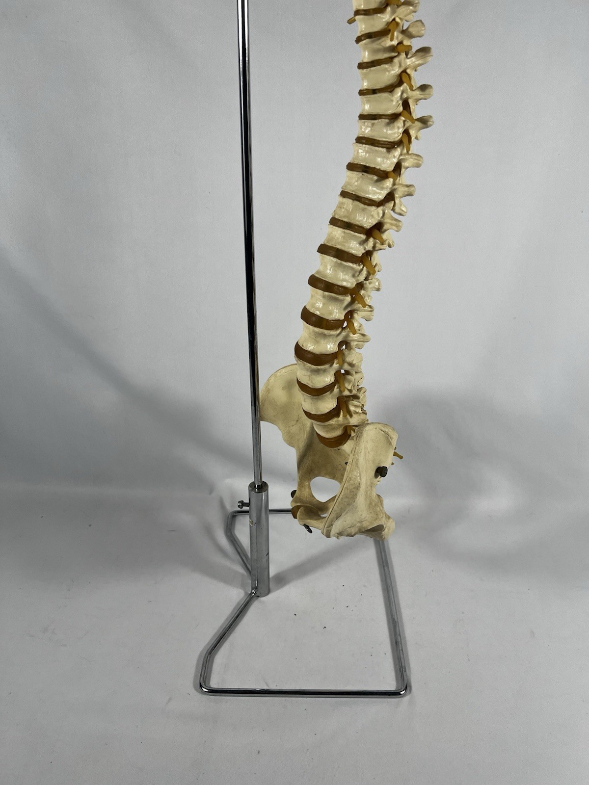 Vtg Anatomical Lifesize Spine Backbone Skeleton Chiropractor Halloween Creepy