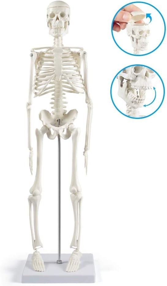 Realistic 17” Anatomy Skeleton Model with Flexible Arms & Legs – Educational Aid