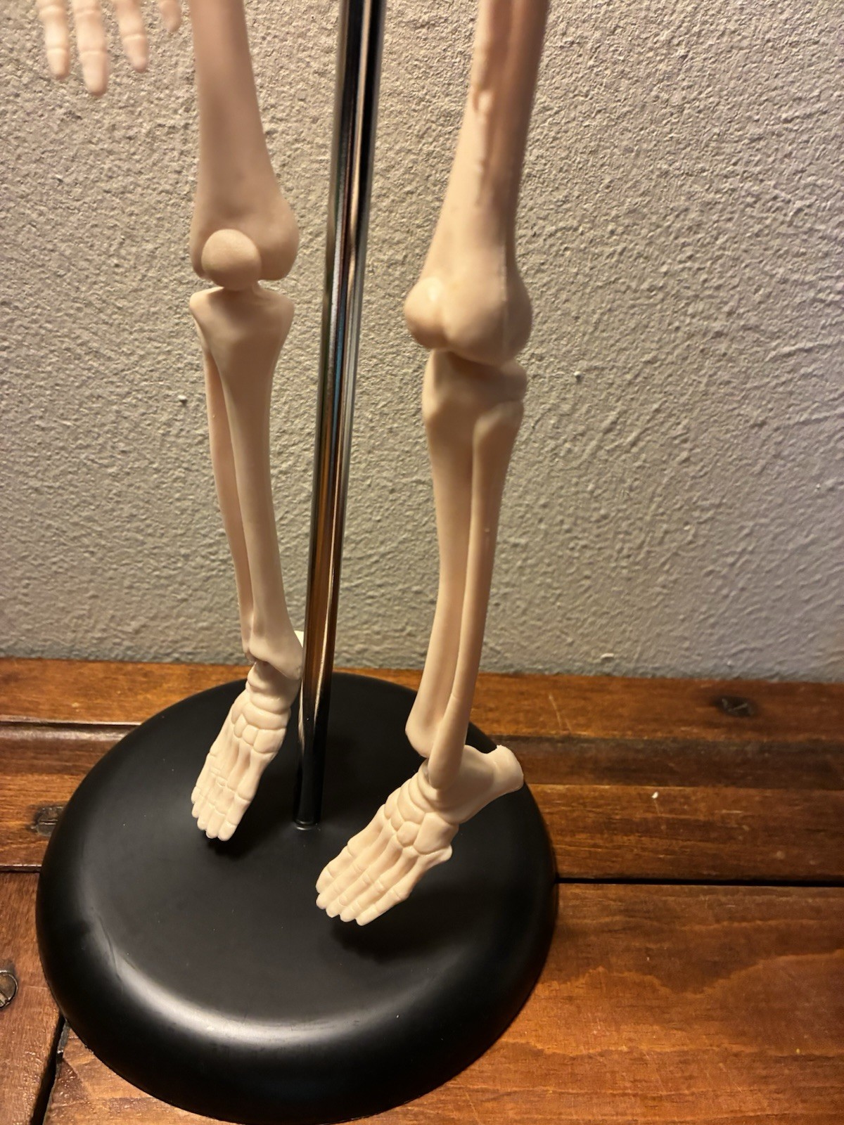 16.5 “ Anatomical Skeleton Model with Movable Arms Ideal for Teaching & Display