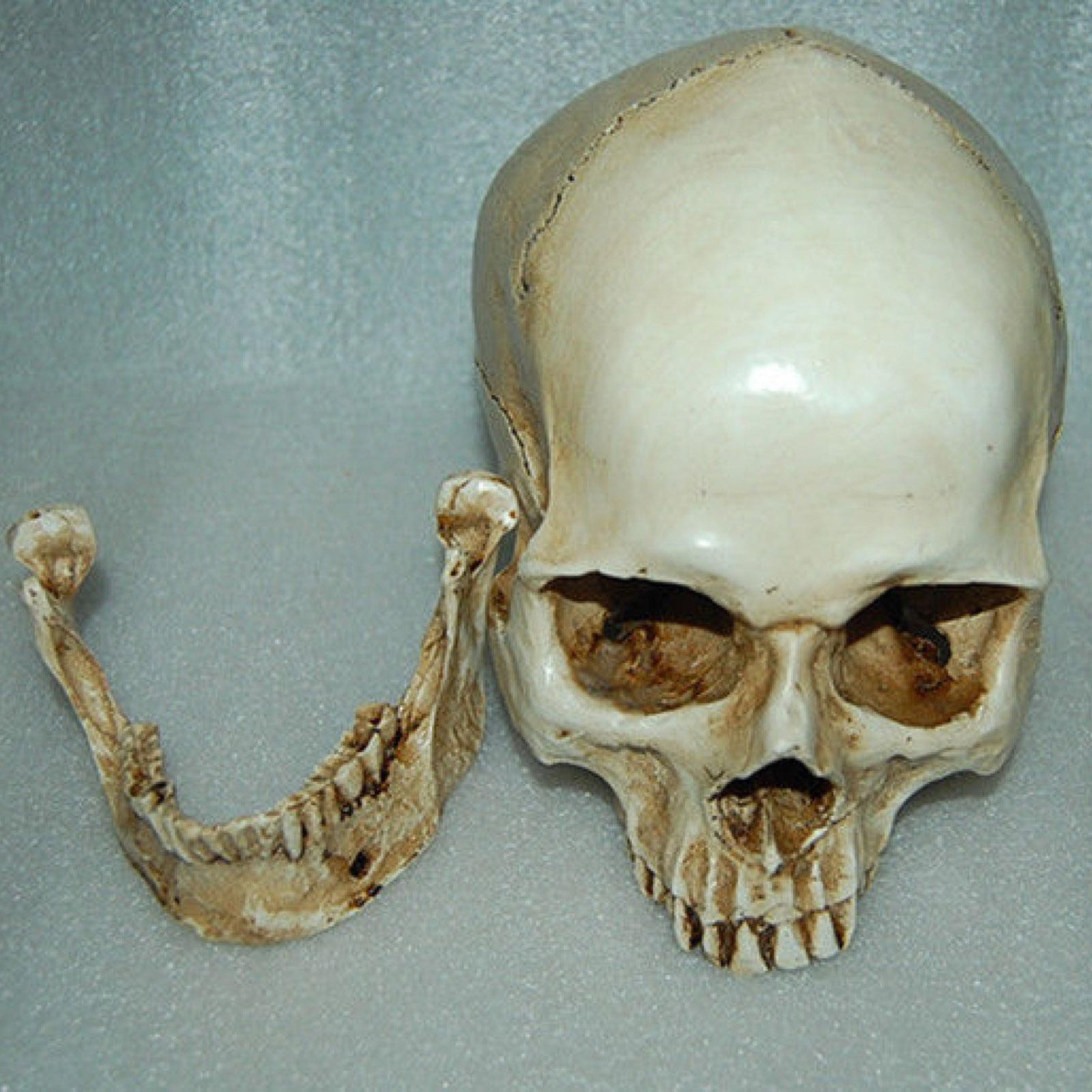 Lifesize Realistic Human Skull Replica Resin Model Anatomical Halloween Decor