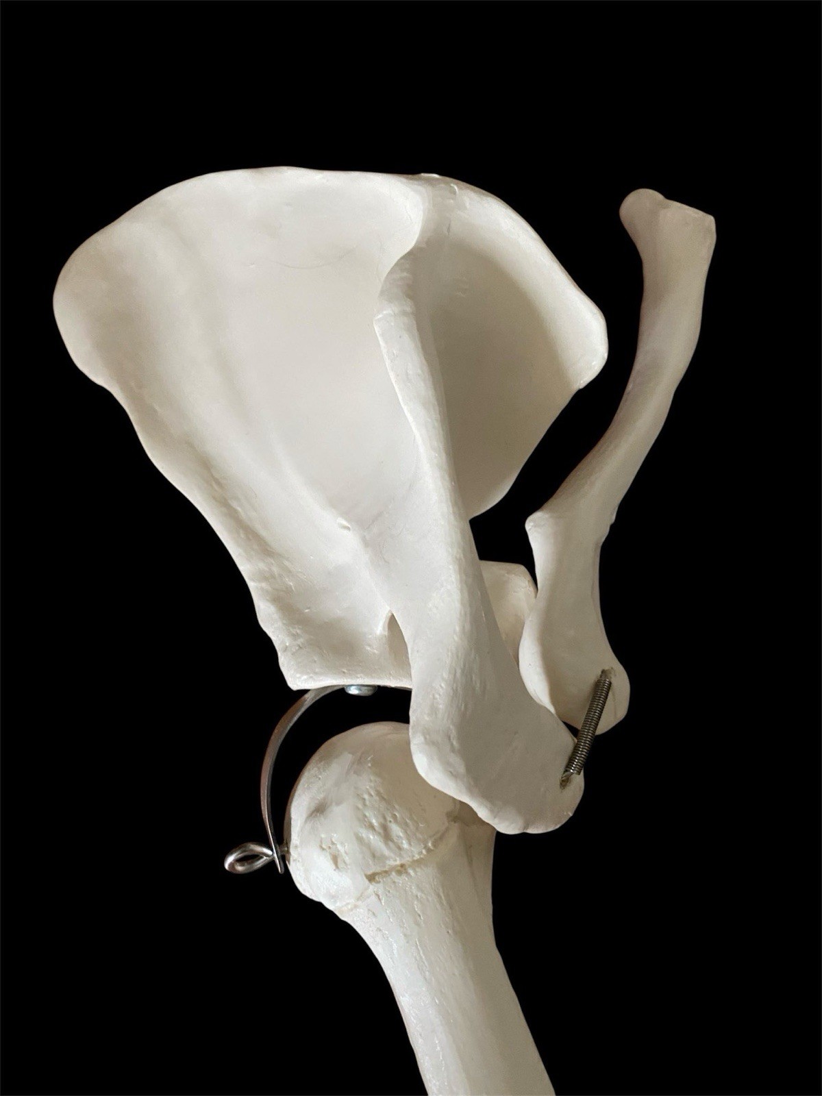 Brand New 3B Anatomical Model Arm