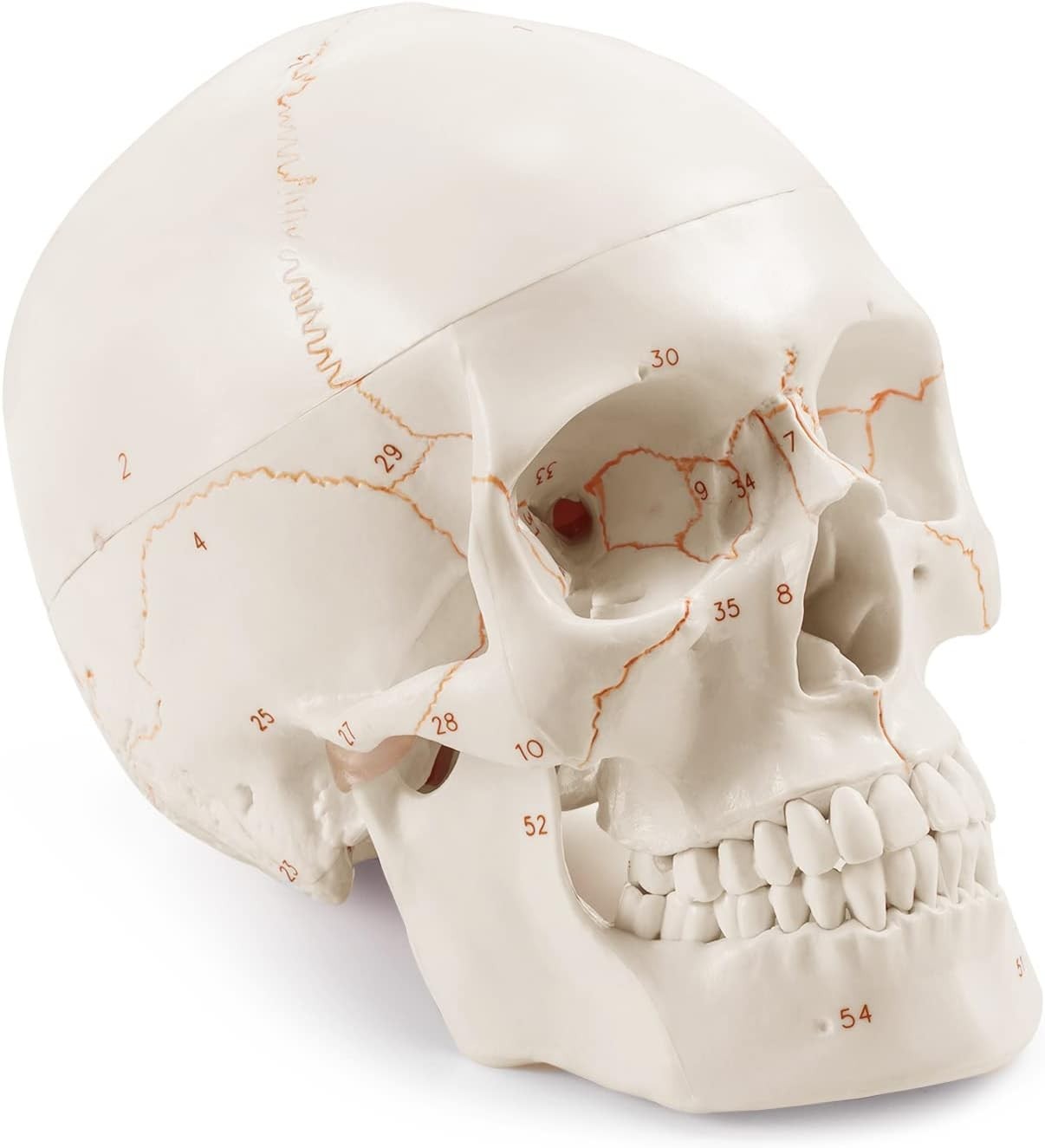 Fully Framed White Skull Anatomy Model – Ideal for Medical Learning Environments