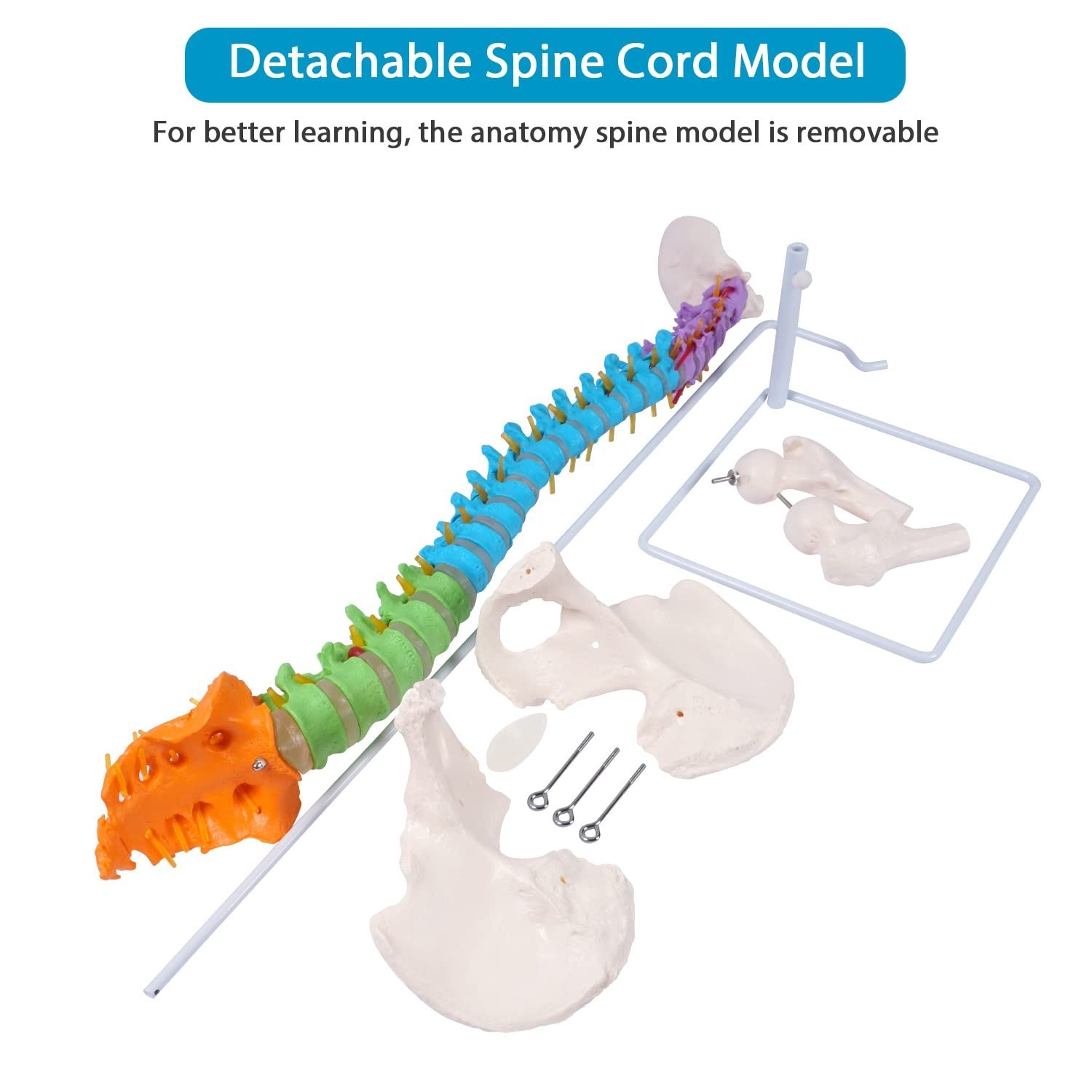Flexible Spine Model, 34.6” Life Size Human Spinal Cord Anatomical Model wit…