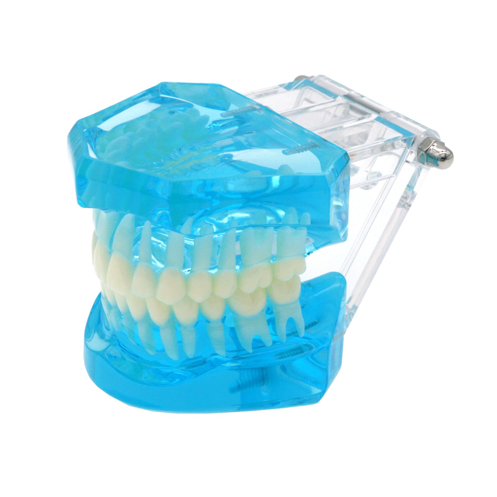 Dental Typodont Teeth Model Ortho Implant Pathological Perio Practice Demo Model