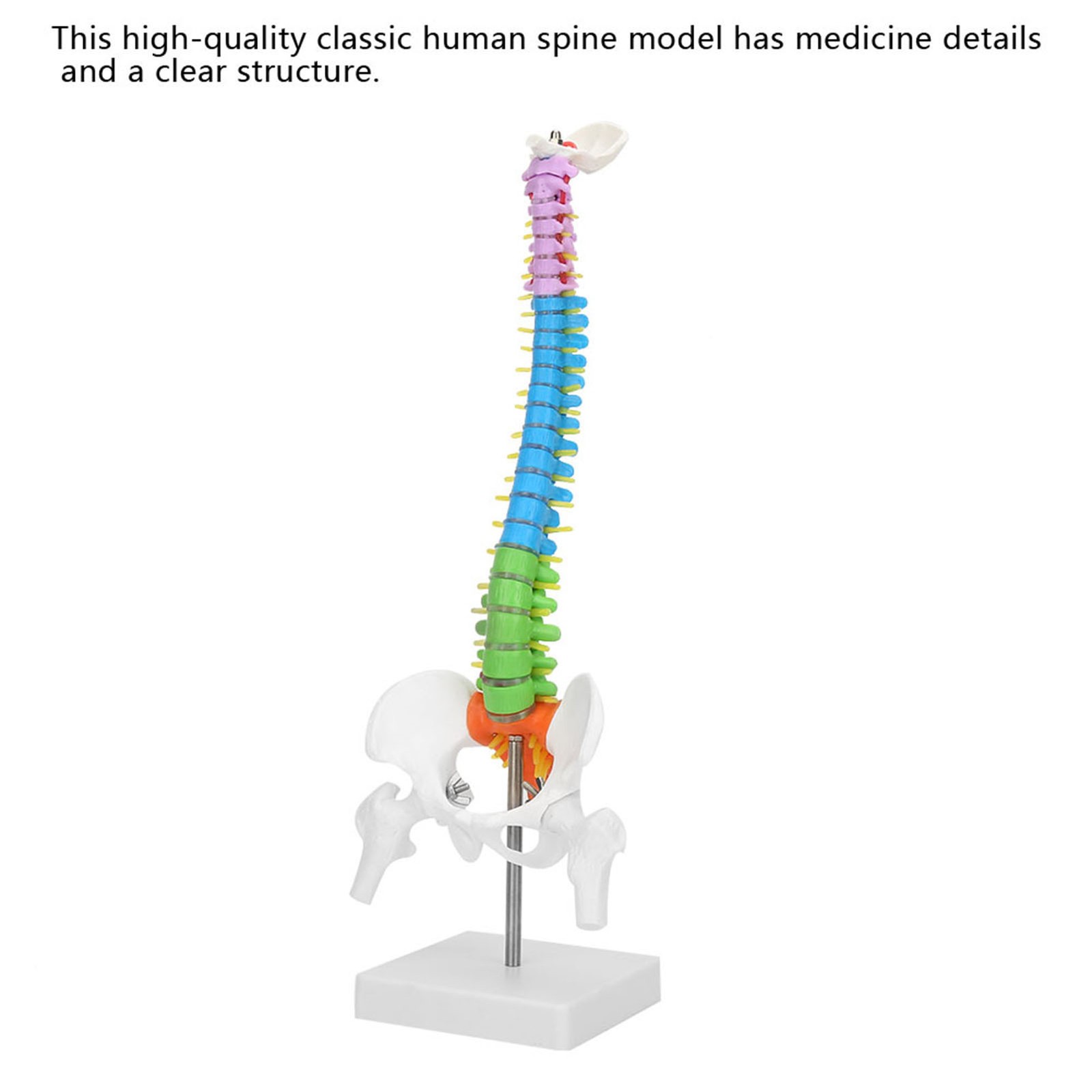 Life Size Flexible Human Spine Model For School Teaching FIS