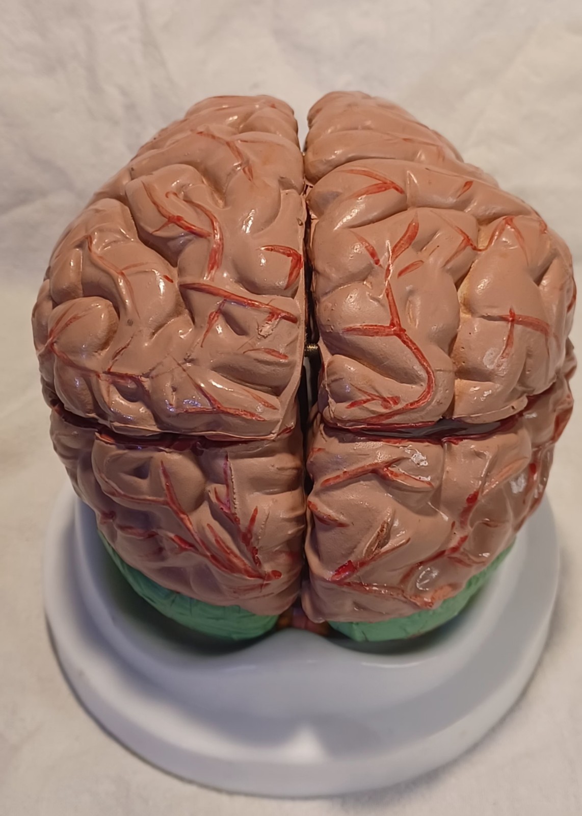 Human Brain Anatomically Sized Model Teaching Study Display Medical Science -Z