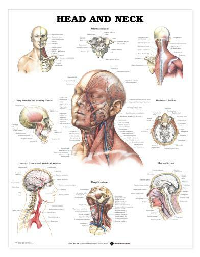 HEAD NECK Laminated Wall Chart 20″ x 26″ Classroom/Professional LFA #99990