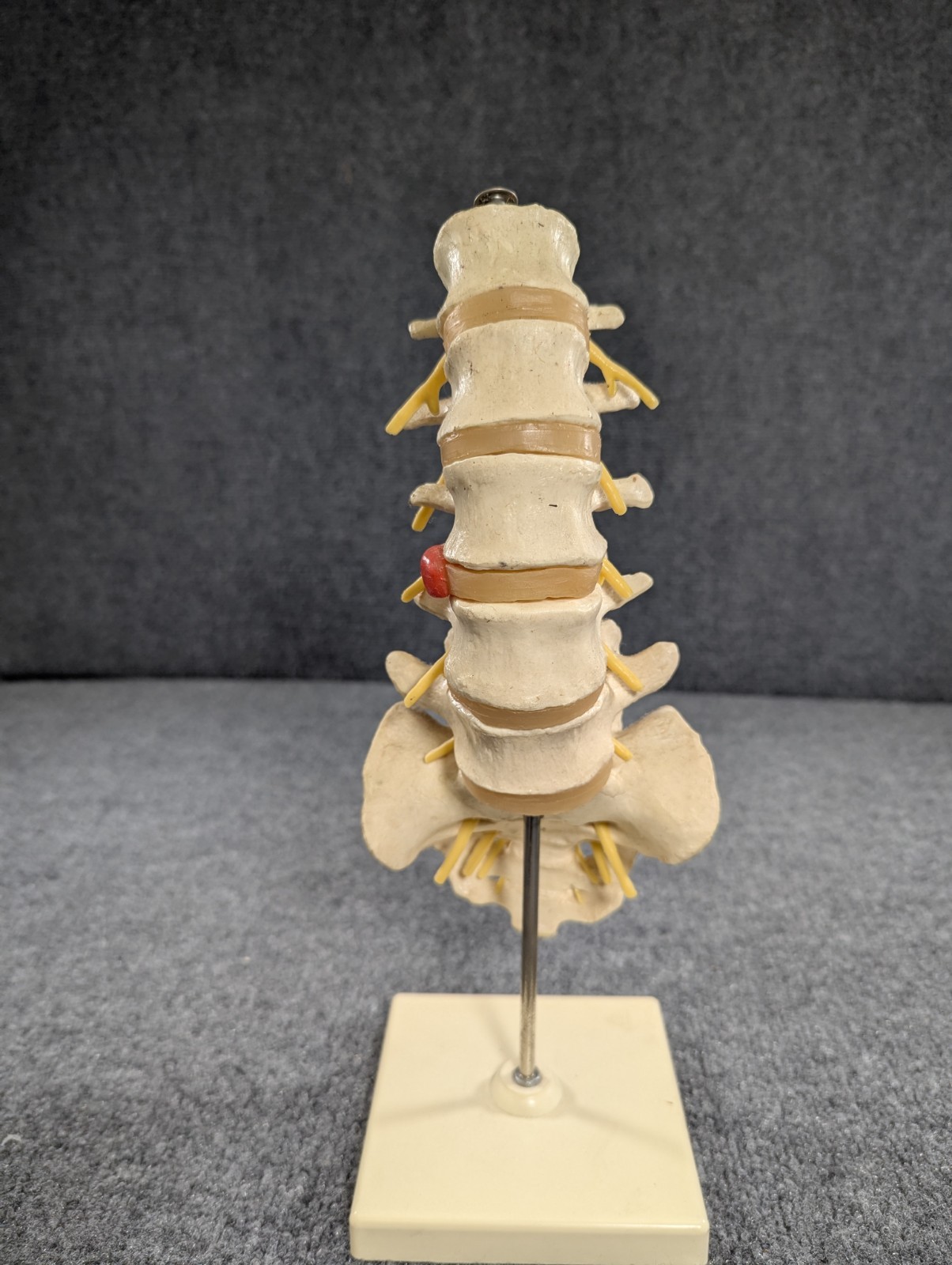 Human Lumbar Spinal Column 3B Scientific Anatomical Model Anatomy West Germany