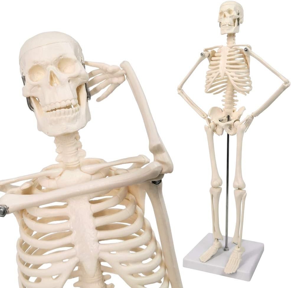 17.7 Inch Human Skeleton Model for Anatomy Study with Movable Limbs and Joints