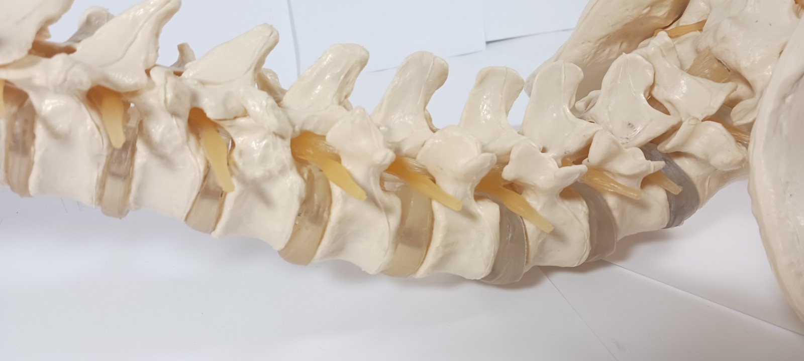 Life-Size Human Spine Model w/ Pelvis & Nerves – Anatomy Medical Study