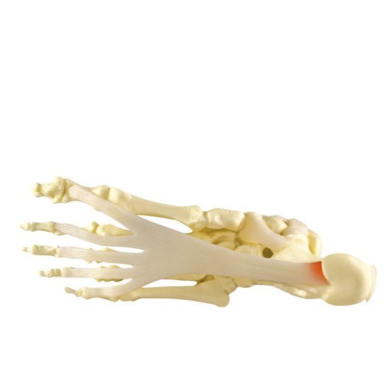 Foot Ankle Joint GPI Anatomical Model LFA #1980. Make Us an Offer! SEE VIDEO