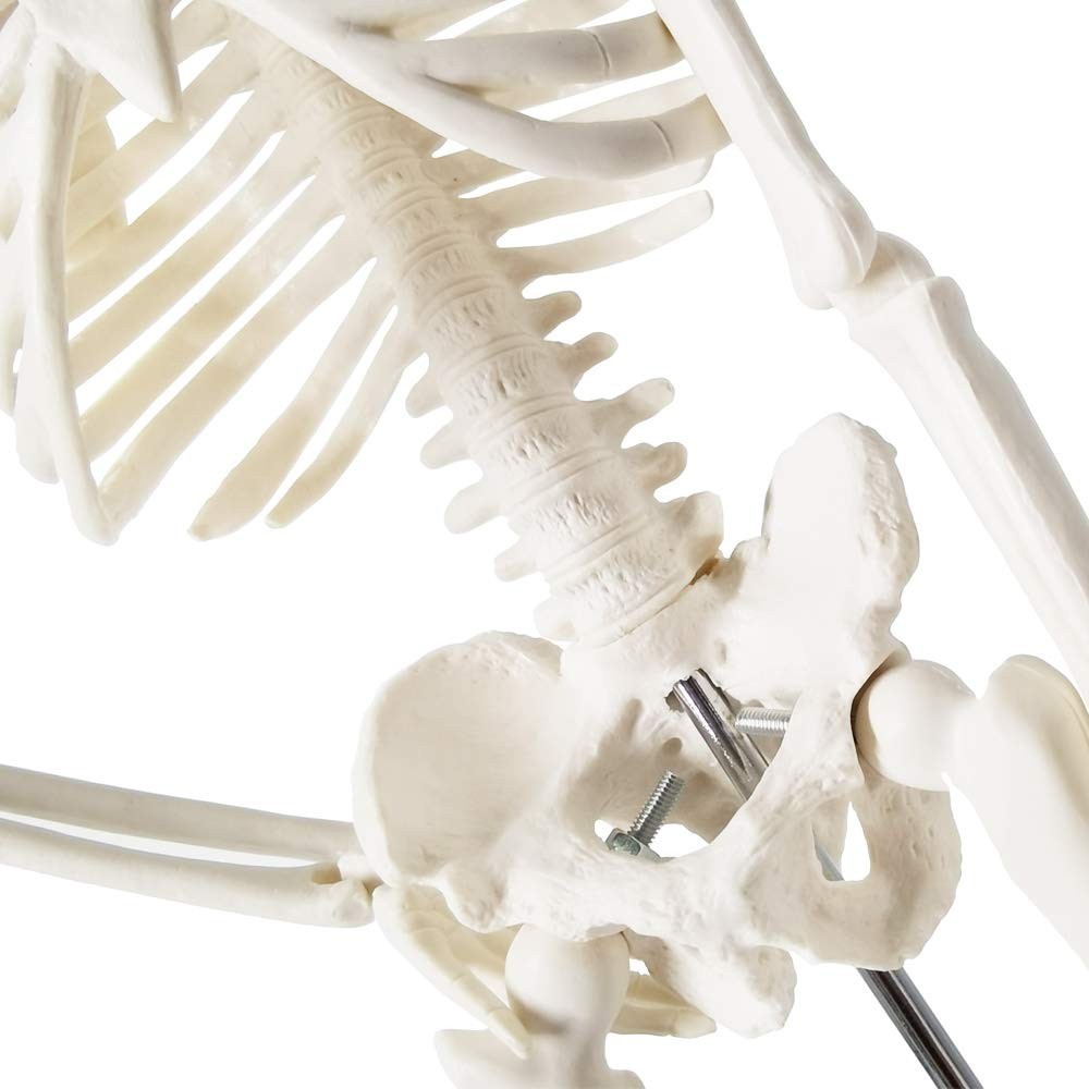 Full Body Human Skeleton Model for Medical Learning