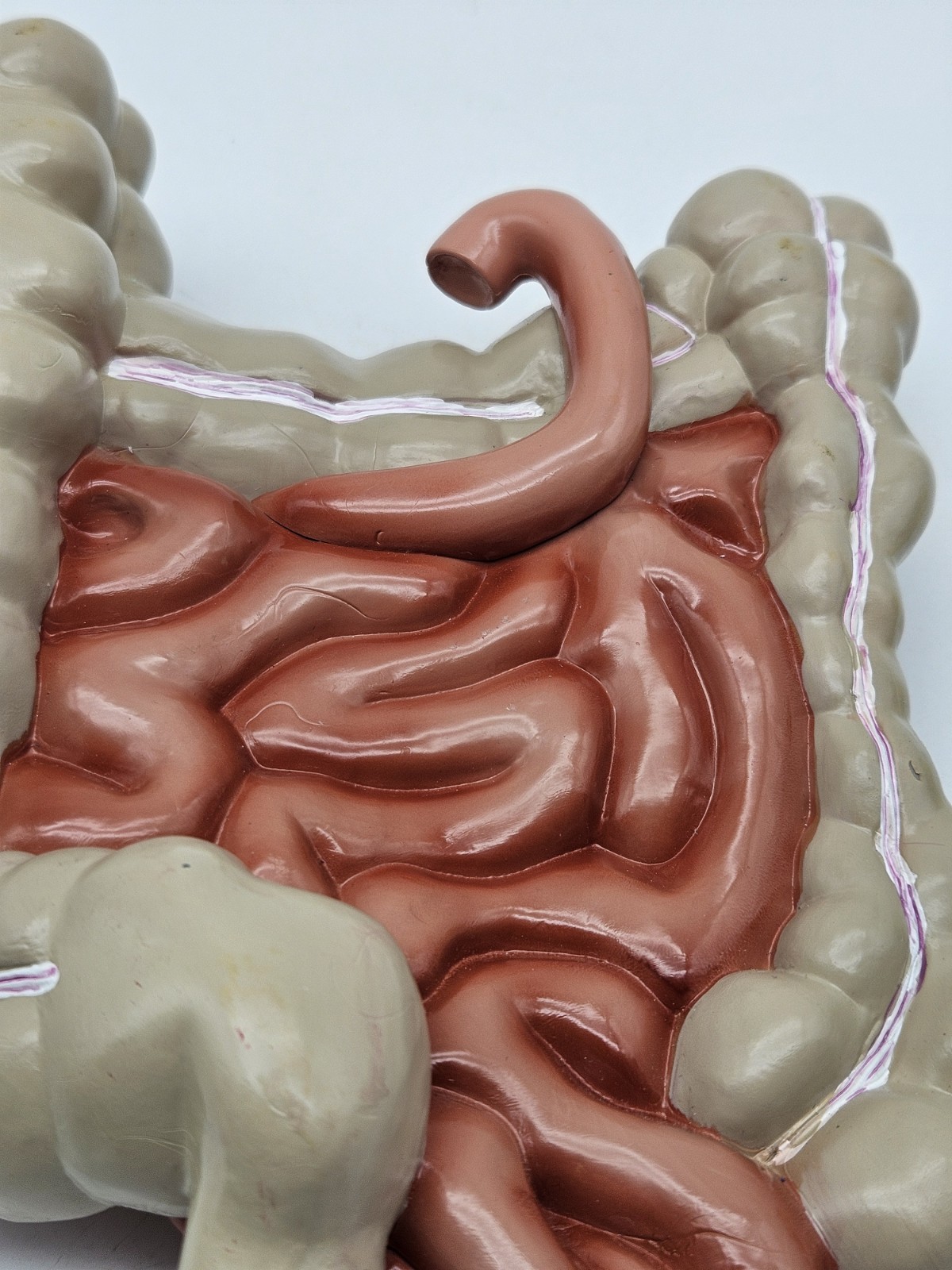 GI Tract Anatomy Model Handpainted Medical Display Gastro Intestinal Display