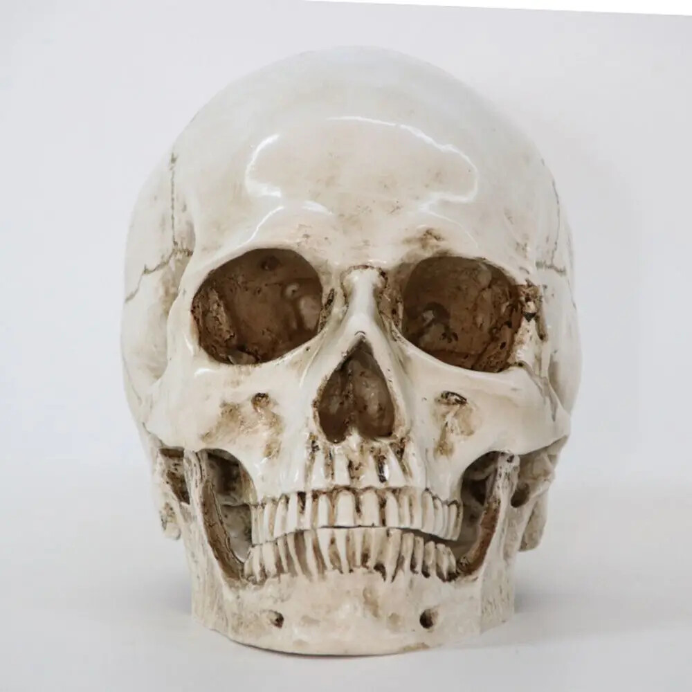 Anatomical Medical Human Skull Replica Model 1:1 Life-size Skeleton Head Teeth